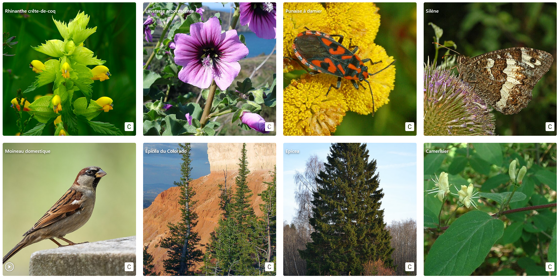Aperçu de BAM en mode liste galerie, autour de Saint-Léger-les-Mélèzes (dans les Hautes-Alpes)